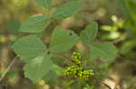 Atlantic poison oak